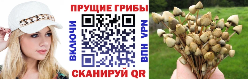 Галлюциногенные грибы Psilocybe Шенкурск